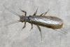 Perla sp.